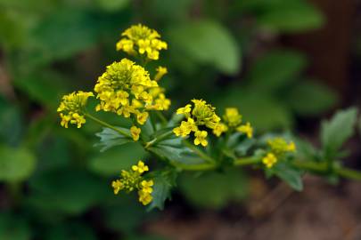 Fotografia da espécie Barbarea vulgaris