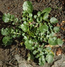 Fotografia da espécie Barbarea vulgaris