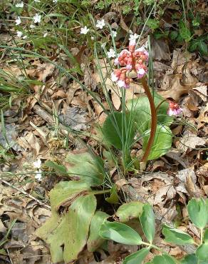 Fotografia 9 da espécie Bergenia cordifolia no Jardim Botânico UTAD