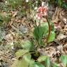 Fotografia 9 da espécie Bergenia cordifolia do Jardim Botânico UTAD