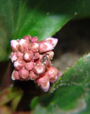 Fotografia 11 da espécie Bergenia cordifolia no Jardim Botânico UTAD