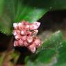 Fotografia 11 da espécie Bergenia cordifolia do Jardim Botânico UTAD