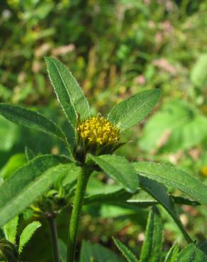 Fotografia 6 da espécie Bidens tripartita no Jardim Botânico UTAD