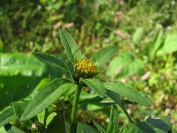 Fotografia da espécie Bidens tripartita