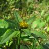 Fotografia 6 da espécie Bidens tripartita do Jardim Botânico UTAD