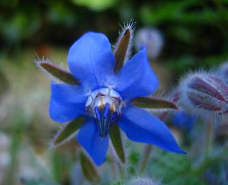 Fotografia da espécie Borago officinalis