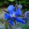 Fotografia 8 da espécie Borago officinalis do Jardim Botânico UTAD