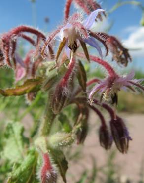 Fotografia 9 da espécie Borago officinalis no Jardim Botânico UTAD