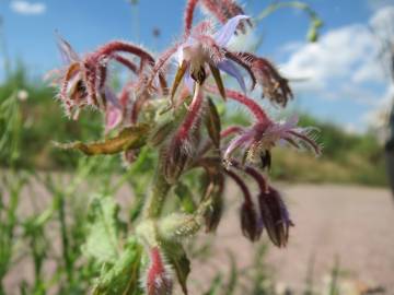 Fotografia da espécie Borago officinalis