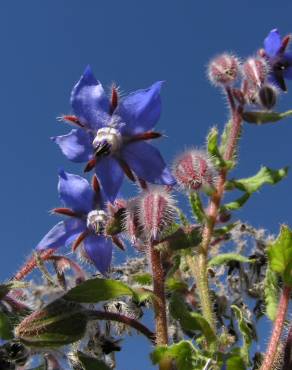 Fotografia 10 da espécie Borago officinalis no Jardim Botânico UTAD