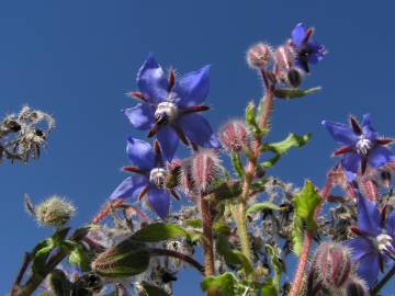 Fotografia da espécie Borago officinalis