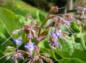 Fotografia da espécie Borago officinalis