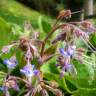 Fotografia 12 da espécie Borago officinalis do Jardim Botânico UTAD