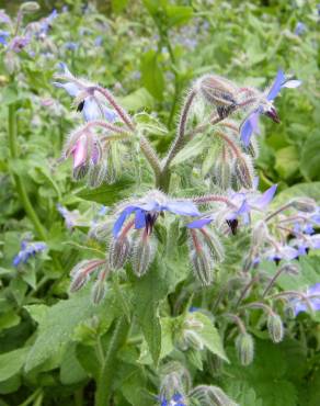 Fotografia 13 da espécie Borago officinalis no Jardim Botânico UTAD