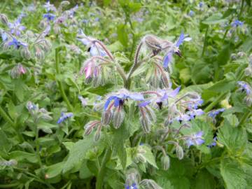 Fotografia da espécie Borago officinalis