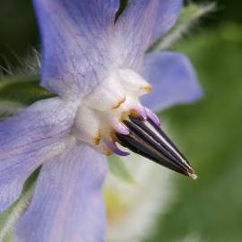 Fotografia da espécie Borago officinalis