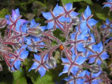 Fotografia da espécie Borago officinalis