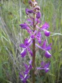 Fotografia da espécie Anacamptis laxiflora