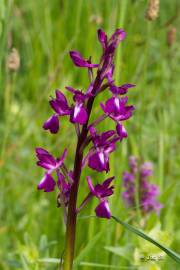 Fotografia da espécie Anacamptis laxiflora