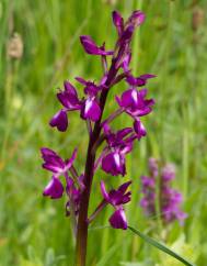 Anacamptis laxiflora