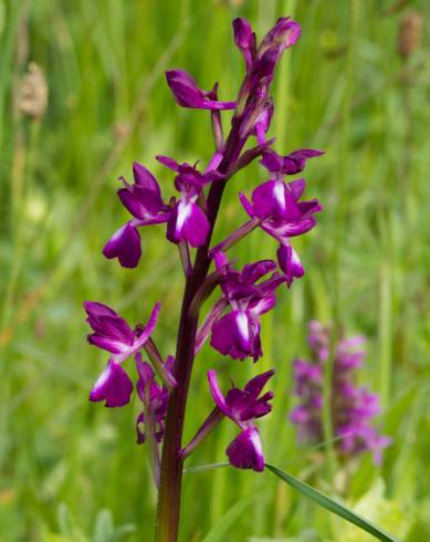 Fotografia de capa Anacamptis laxiflora - do Jardim Botânico