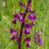 Fotografia 1 da espécie Anacamptis laxiflora do Jardim Botânico UTAD