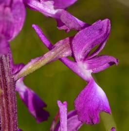 Fotografia da espécie Anacamptis laxiflora