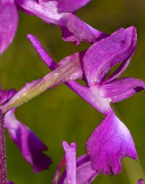 Fotografia 3 da espécie Anacamptis laxiflora no Jardim Botânico UTAD