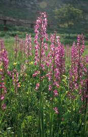 Fotografia da espécie Anacamptis laxiflora