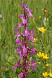 Fotografia da espécie Anacamptis laxiflora