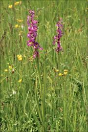 Fotografia da espécie Anacamptis laxiflora