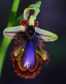 Fotografia da espécie Ophrys speculum subesp. speculum