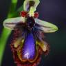 Fotografia 2 da espécie Ophrys speculum subesp. speculum do Jardim Botânico UTAD