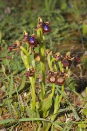 Fotografia da espécie Ophrys speculum subesp. speculum