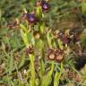 Fotografia 3 da espécie Ophrys speculum subesp. speculum do Jardim Botânico UTAD