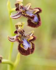 Fotografia da espécie Ophrys speculum