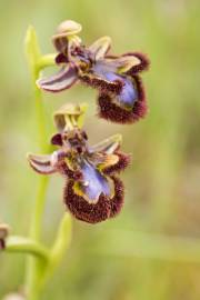 Fotografia da espécie Ophrys speculum subesp. speculum