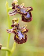 Ophrys speculum subesp. speculum
