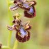 Fotografia 1 da espécie Ophrys speculum subesp. speculum do Jardim Botânico UTAD
