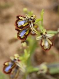 Fotografia da espécie Ophrys speculum subesp. speculum