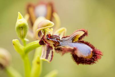 Fotografia da espécie Ophrys speculum subesp. speculum