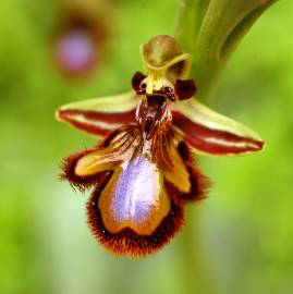 Fotografia da espécie Ophrys speculum subesp. speculum