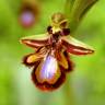 Fotografia 6 da espécie Ophrys speculum subesp. speculum do Jardim Botânico UTAD