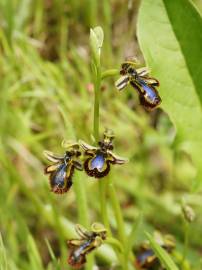 Fotografia da espécie Ophrys speculum subesp. speculum