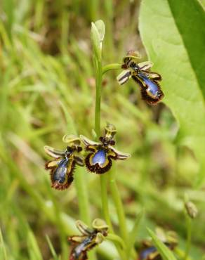 Fotografia 7 da espécie Ophrys speculum subesp. speculum no Jardim Botânico UTAD