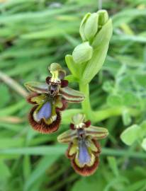 Fotografia da espécie Ophrys speculum subesp. speculum