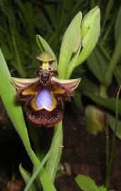 Fotografia da espécie Ophrys speculum subesp. speculum