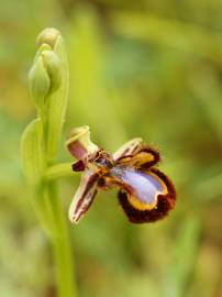 Fotografia da espécie Ophrys speculum subesp. speculum