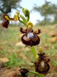 Fotografia da espécie Ophrys speculum subesp. speculum