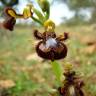 Fotografia 11 da espécie Ophrys speculum subesp. speculum do Jardim Botânico UTAD